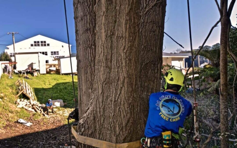 Dangerous or Hazardous Tree Removal 101 A1 Sure Services