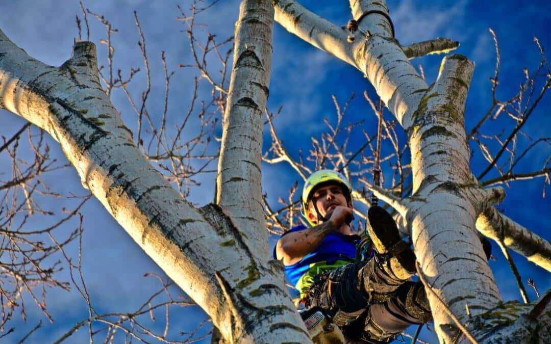 Why Tree Cutting In Auckland Should Be Done Professionally