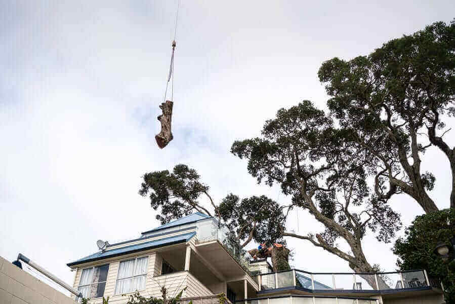 Emergency tree removal in Auckland