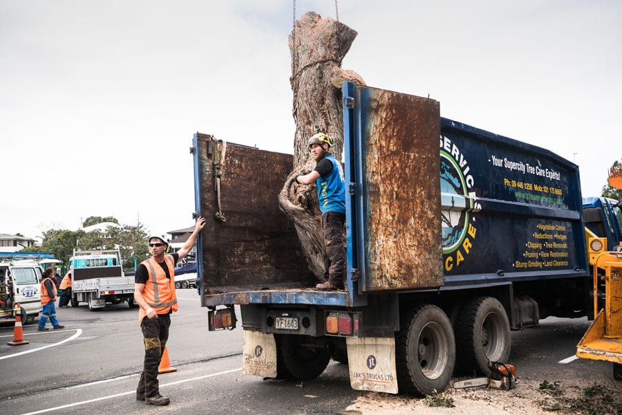 Tree Removal Experts in Auckland.