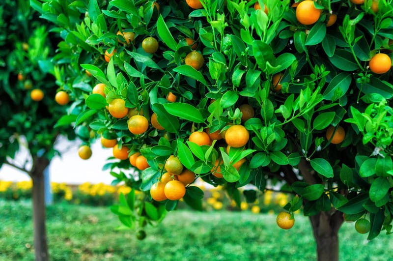 Citrus-trees