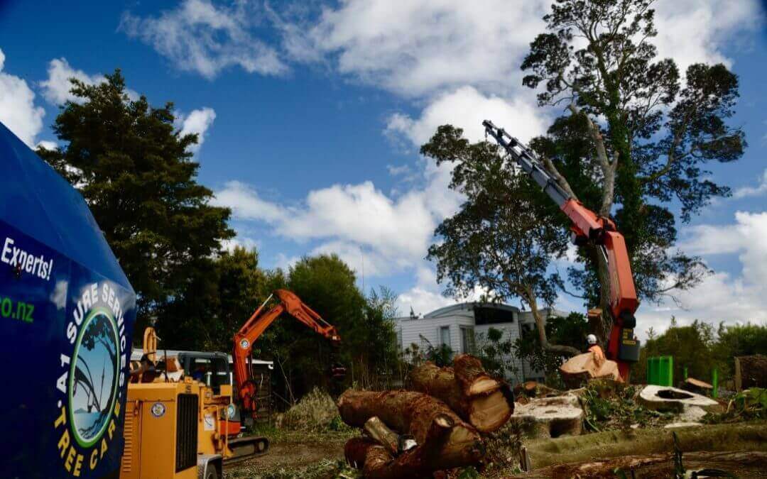 How to identify if tree removal is required