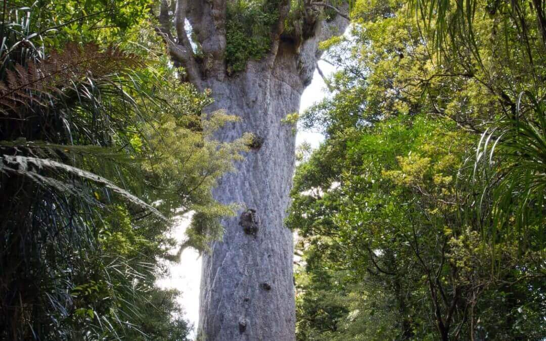 Kauri Tree Removal