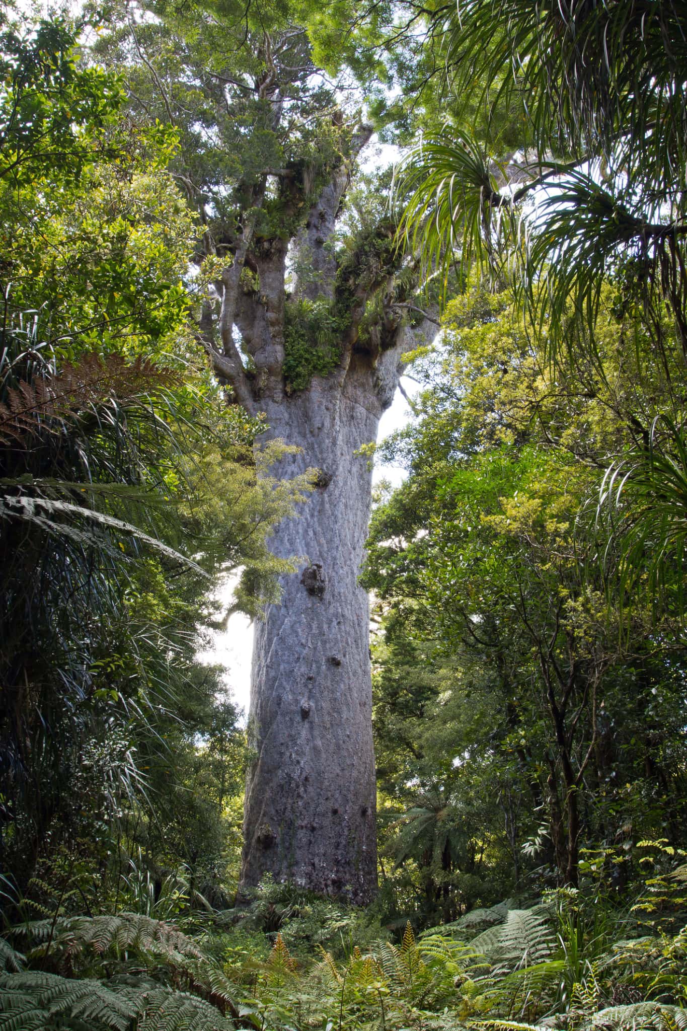 Tree services auckland Tree services auckland