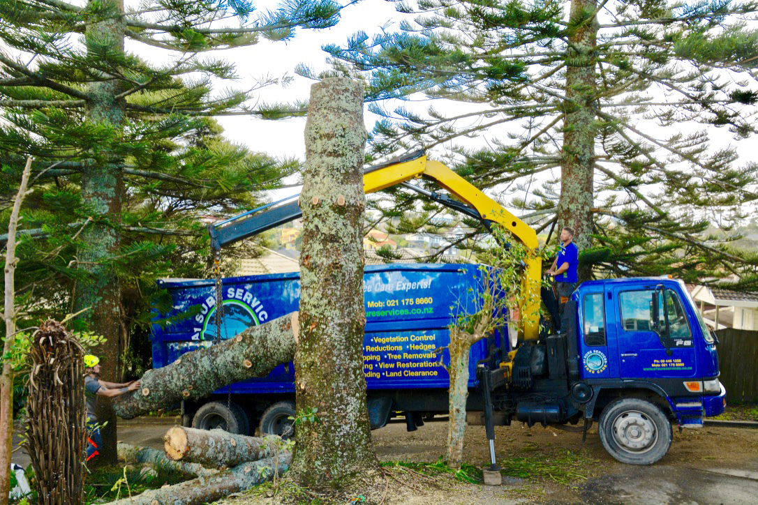 Land Clearing And Tree Removal By Arborist North Shore Auckland