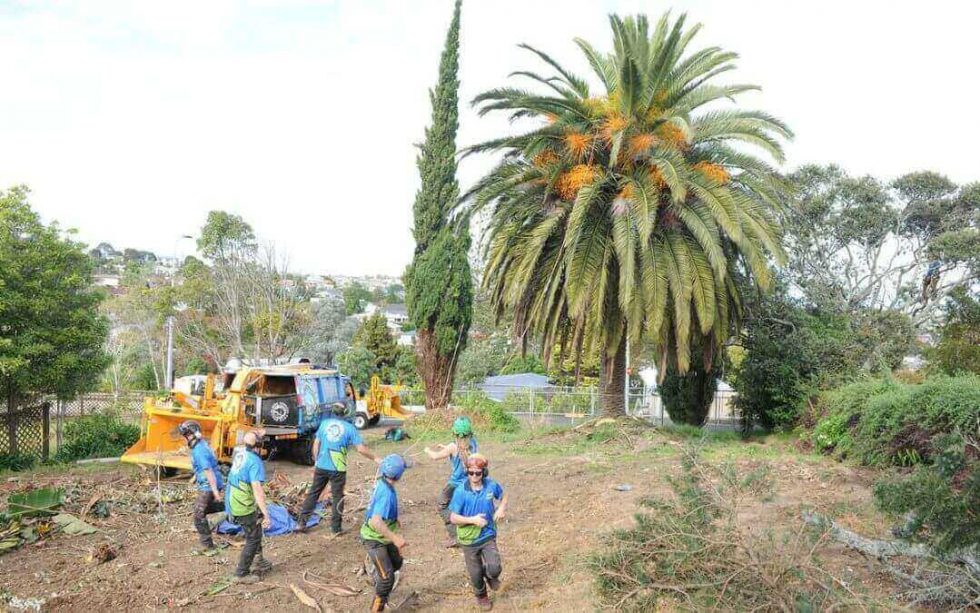 Palm Tree Trimming and Removal A History A1 Sure Services