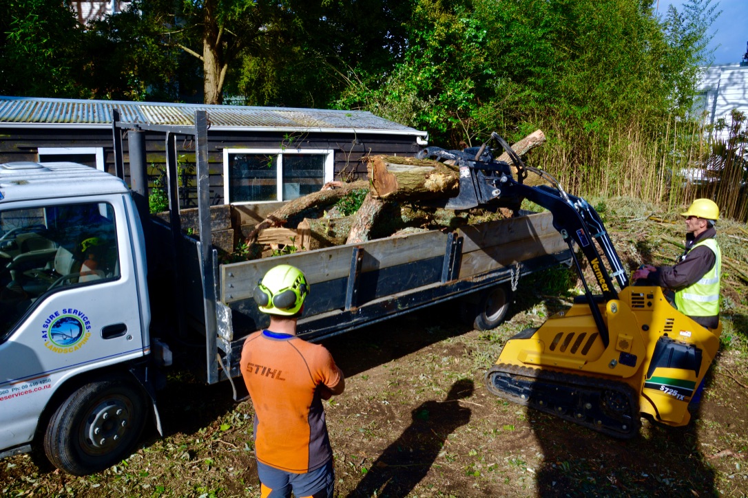 Why It Is Important To Replant After Tree Removal In Auckland A1 Sure