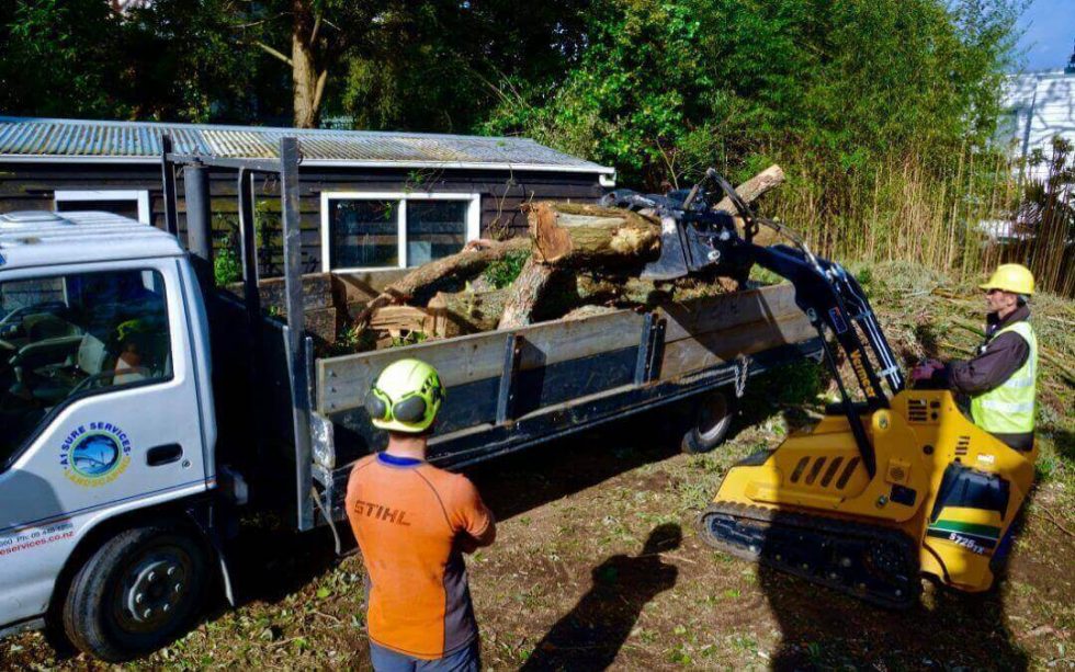 Replanting After Tree Removal In Auckland A1 Sure Services