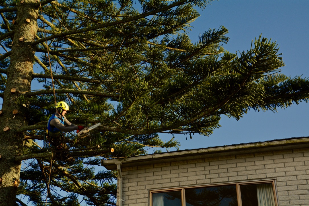 Tree Removal In Auckland, What Is It And What Is Involved?