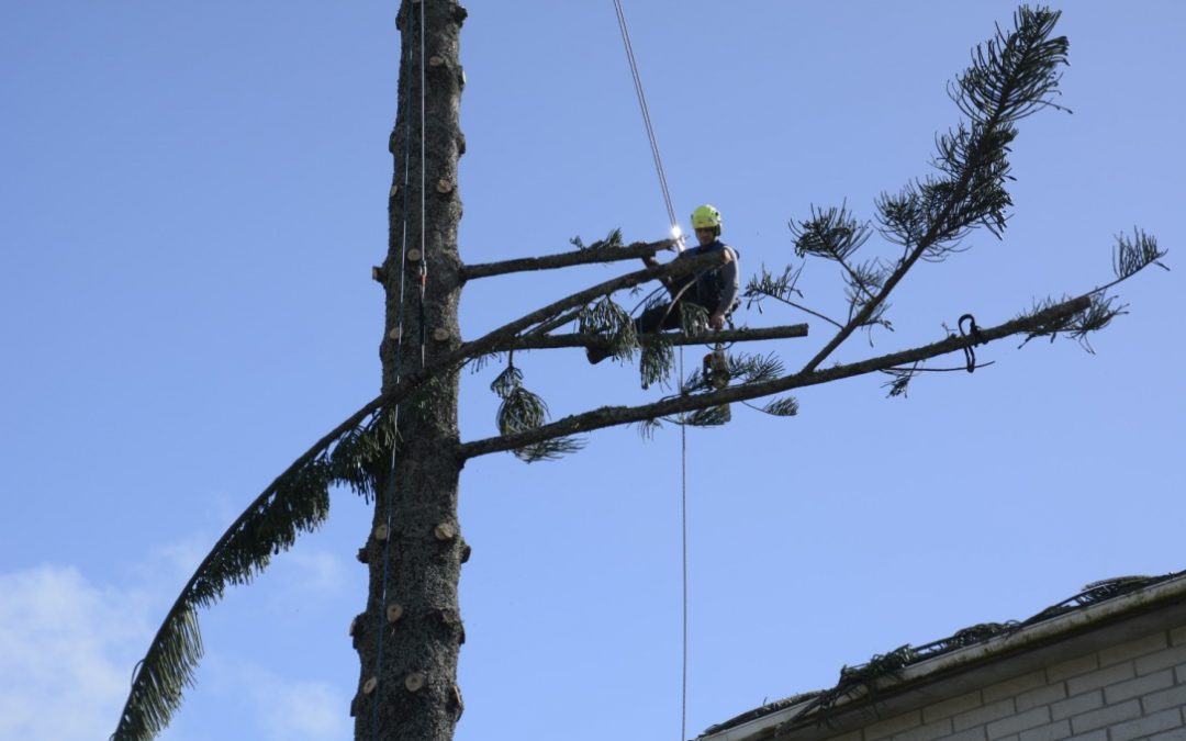 What To Do If Your Tree Is Too Close To A Powerline