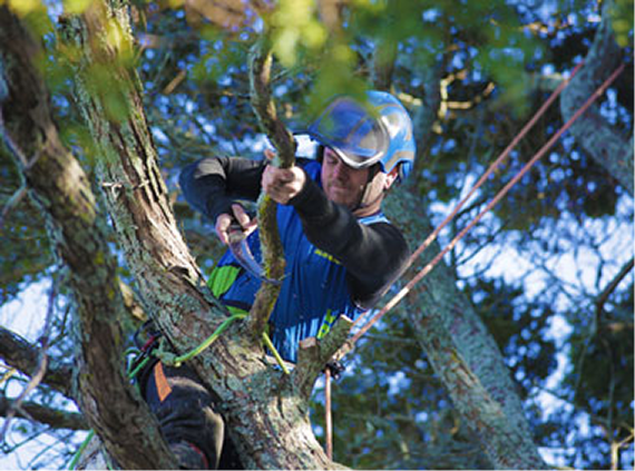 Tree care and arborist services