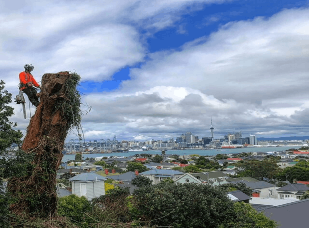 Auckland Arborist Tree Removal Tree Services Auckland