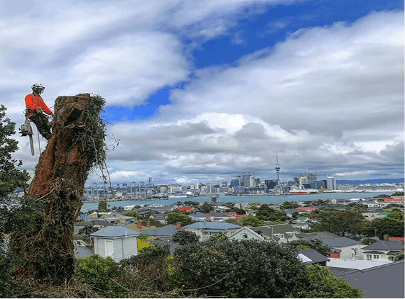 Premier Tree Removal Company Auckland