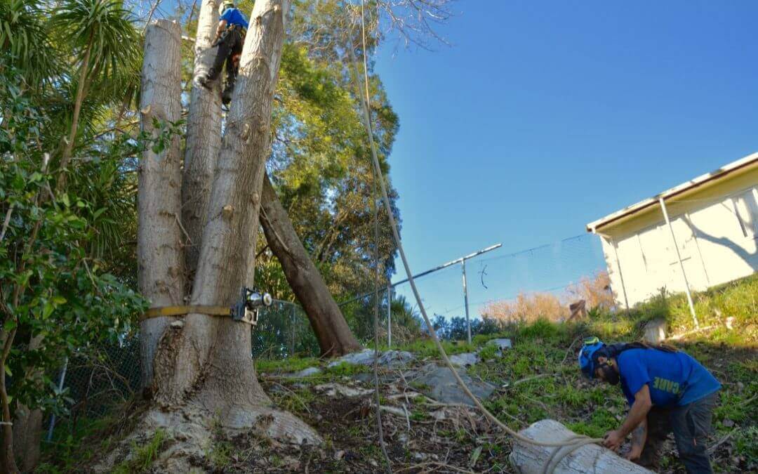 Tree Removal in the North Shore