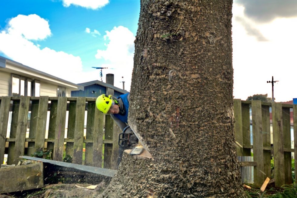 Replanting After Tree Removal In Auckland A1 Sure Services