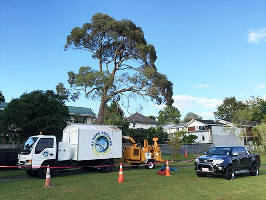 Tree-Removal Tree-Removal