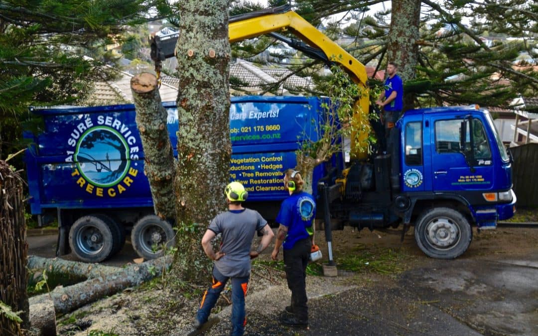 Why A1 Sure Services Is Your Go-To North Shore Arborist
