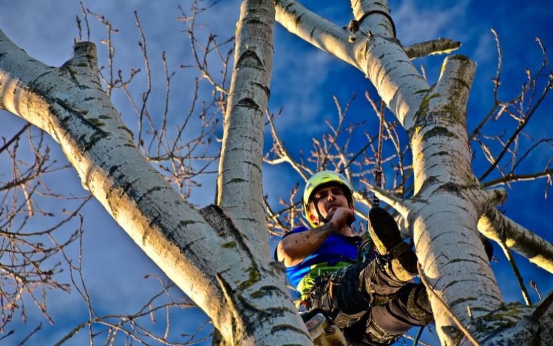 What Is Tree Trimming And Why Is It Necessary?