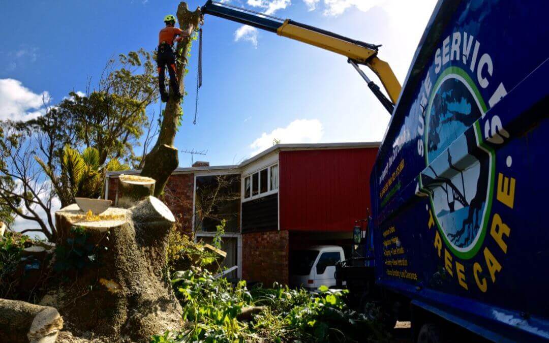 Tree Removal in Auckland for Family Homes