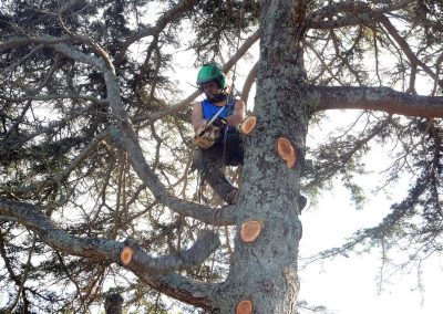 Tree Pruning Specialists in North Shore.
