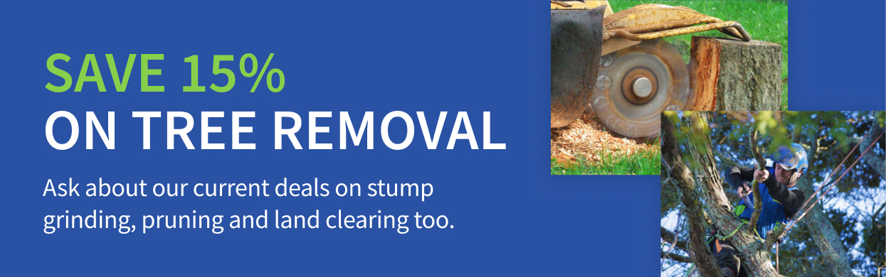 Save 15% on tree removal