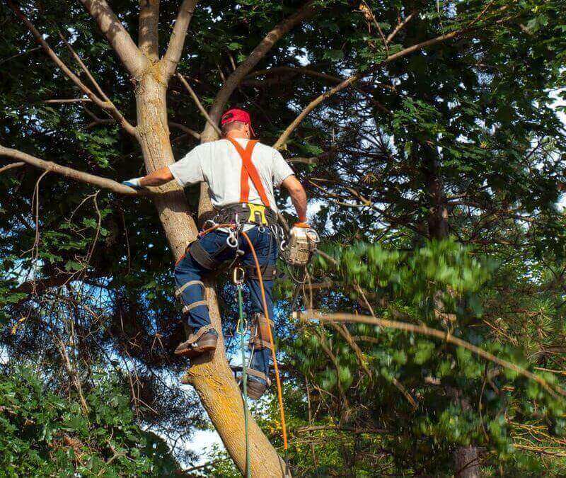 The Difference Between Tree Trimming And Tree Pruning