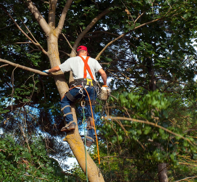 What It Takes To A Trained Arborist A1 Sure Services