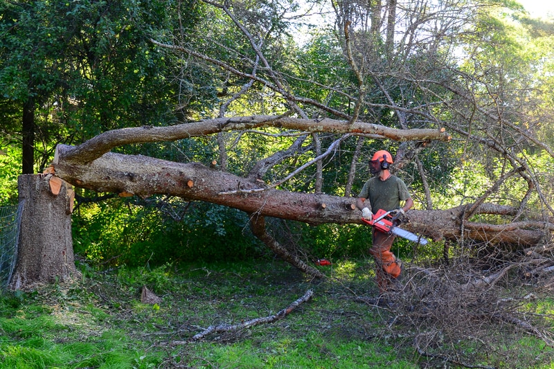 Land Clearing A1 Sure Services Auckland's Leading Tree Care Services