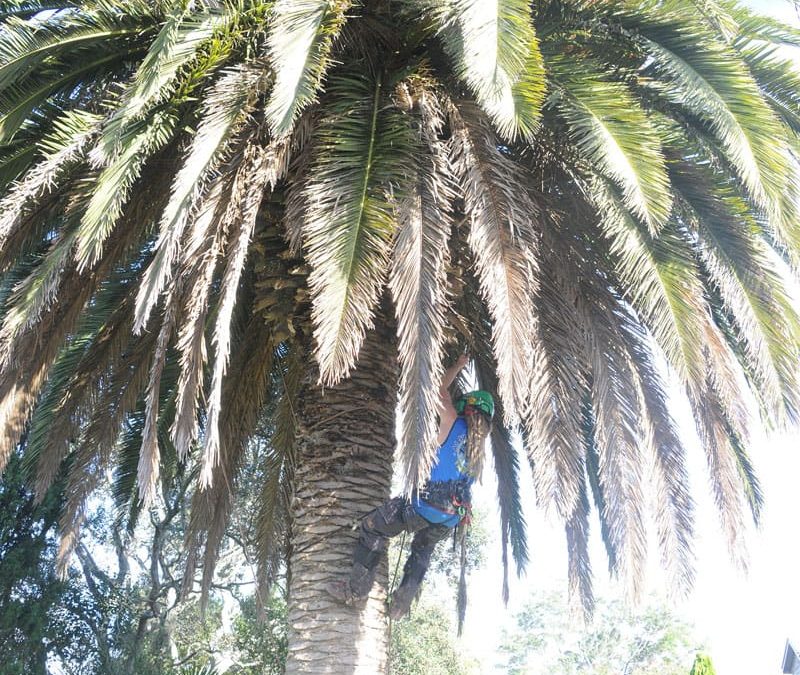 Palm Tree Trimming, Removals and Care Palm Tree Removal in North Shore, Servicing Auckland Wide.