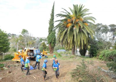 Palm Tree Removal in North Shore, Servicing Auckland Wide.