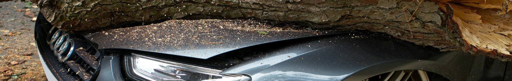 emergency tree removal