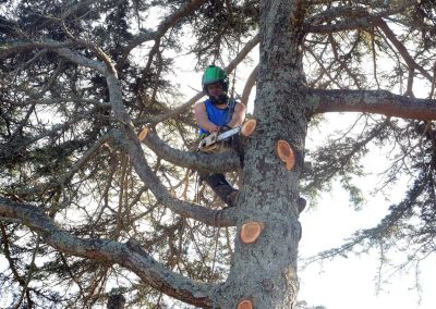 Tree Cutting & Pruning Specialists in North Shore.