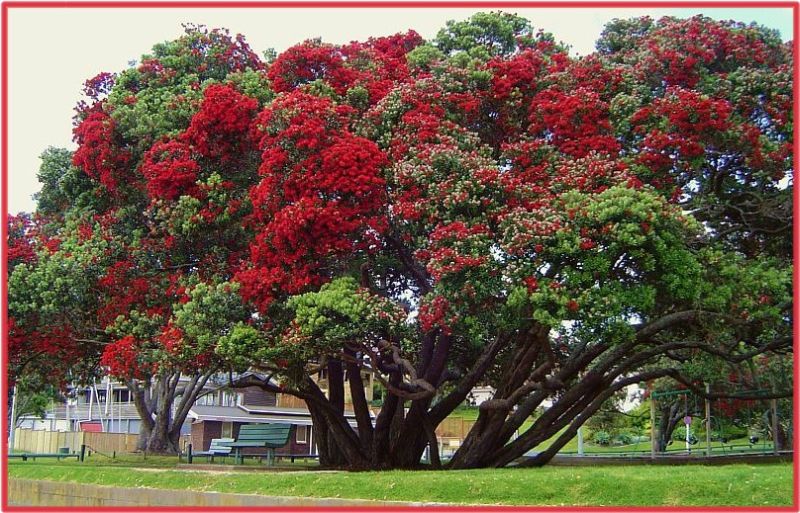 Pōhutukawa: New Zealand’s Christmas Tree