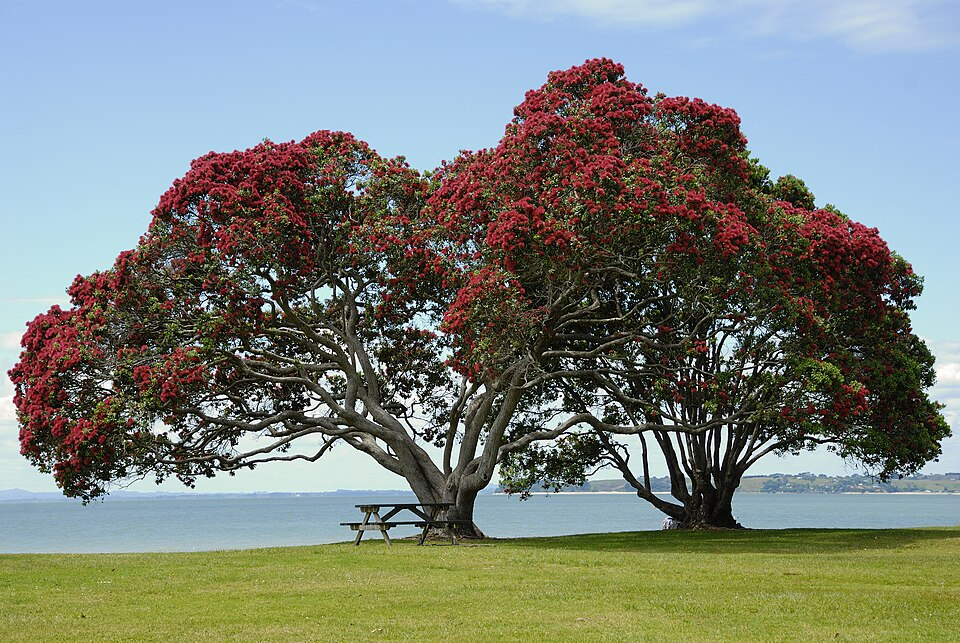 Pohutukawa tree services