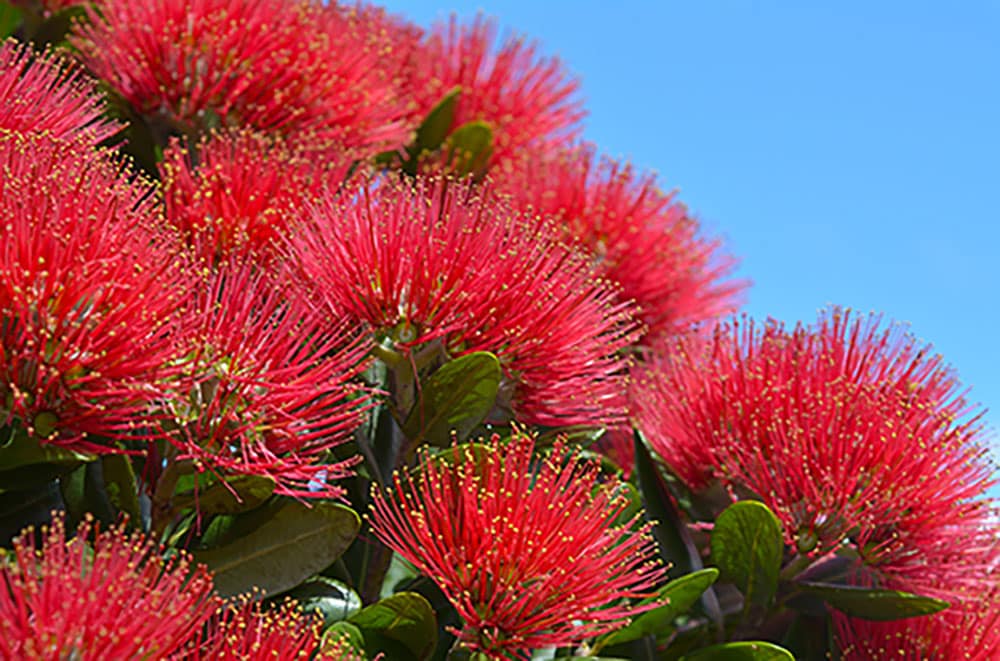 Pohutakawa – New Zealands Christmas Tree