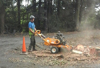 Stump Grinding and Stump Removal in Auckland