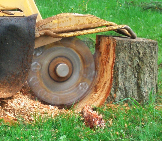 Stump Grinding Vs Stump Removal – What Is Best?