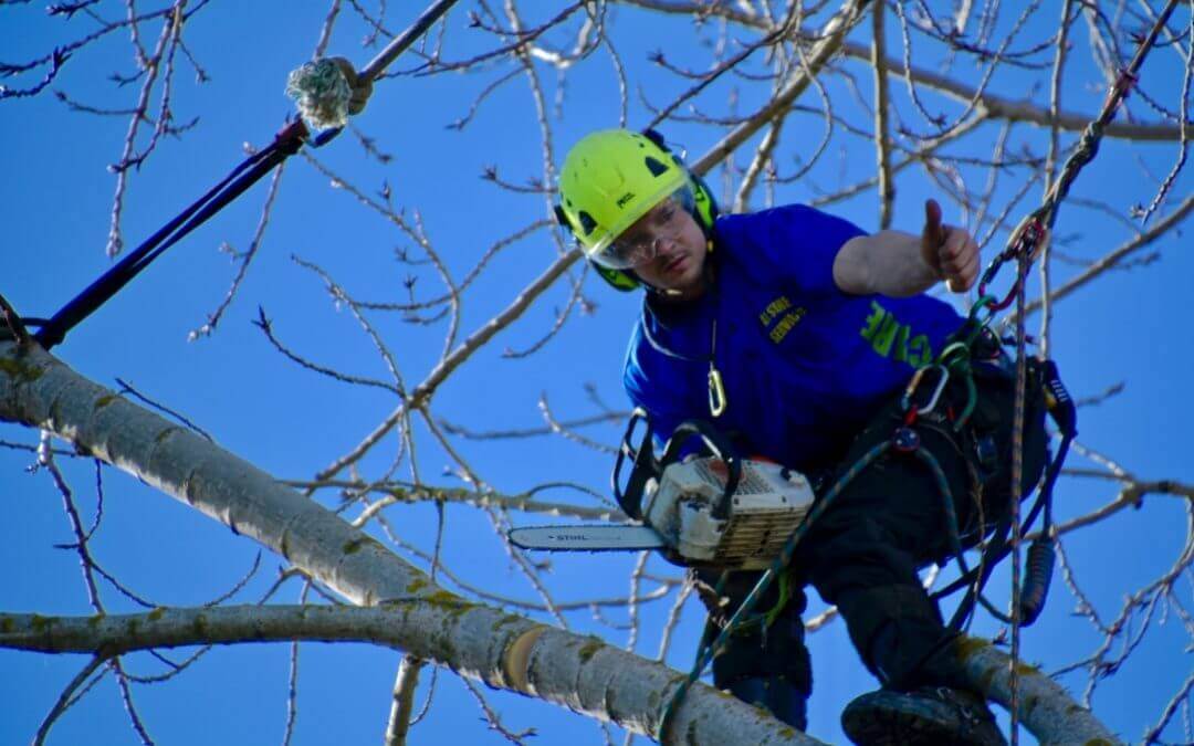 Arborist in Auckland For Pruning Trees