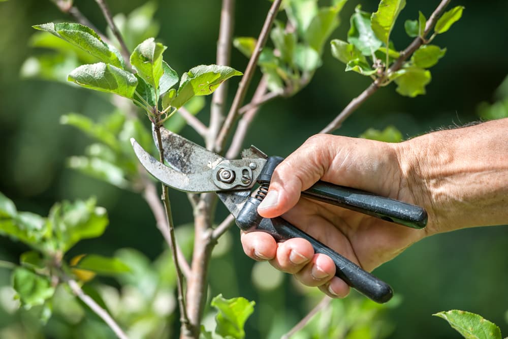 Pruning of trees